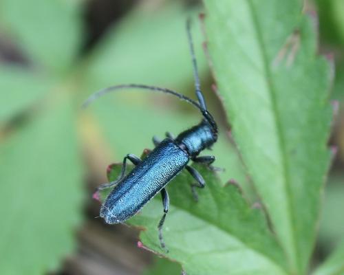 Réf. 208 677 : Agapanthia intermedia